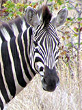 Zebra - Quelle: www.de.wikipedia.org